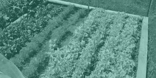 Jardin communautaire-2