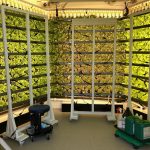 An indoor vertical farming setup with lush green plants under artificial lighting.